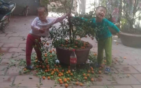 Chuyện bi hài ngày Tết của gia đình có con nhỏ: Bố mẹ hào hứng mua cây quất chơi Tết, con ra sức hái sạch