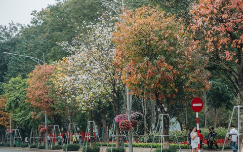 Hà Nội những ngày thay lá: Mùa xuân mang hương sắc mùa thu và tình ơi là tình