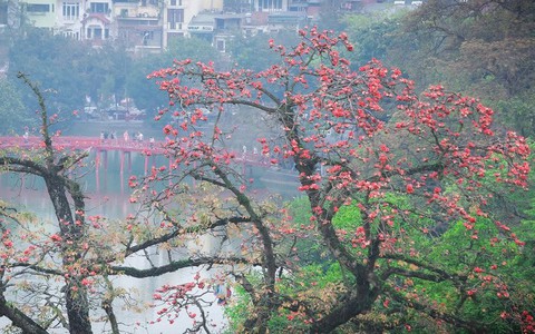 Cứ thấy 4 loài hoa này xuất hiện thì biết ngay tháng 3 đã về rồi