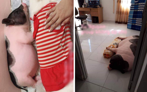 Mua lợn cảnh mini làm thú cưng, chị gái mát tay vỗ béo lớn nhanh không ngừng, nhìn mặt nó ai cũng buồn cười