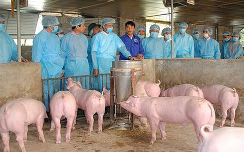 Hà Nội: Một bộ phận người chăn nuôi giấu việc lợn mắc dịch tả châu Phi