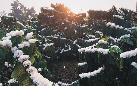 Đẹp ngỡ ngàng khung cảnh Gia Lai mùa cà phê nở rộ, đứng giữa rẫy mà tưởng đang du lịch châu Âu
