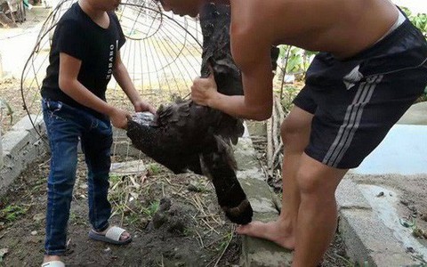 Kênh Youtube trong Network của Yeah1 đăng tải video làm thịt loài chim nghi nằm trong sách đỏ, cộng đồng mạng phản ứng gay gắt