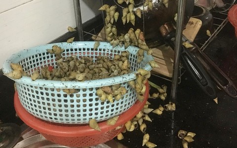 Được tặng món đặc sản nhưng quên không ăn, sáng ra cô gái trẻ rùng mình với cảnh tượng kinh hoàng trên bàn bếp