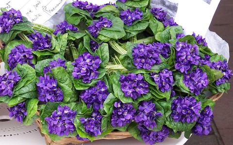 Không phải hoa hồng, 3 loài hoa khác lạ này được đàn ông tặng phụ nữ dịp 8/3 ở xứ sở lãng mạn Pháp, Ý