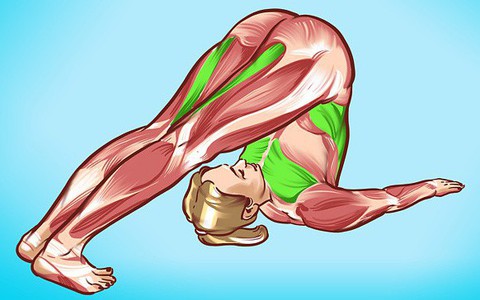 Chăm tập 6 bài tập này, gan của bạn sẽ khỏe mạnh và hoạt động tốt nhất
