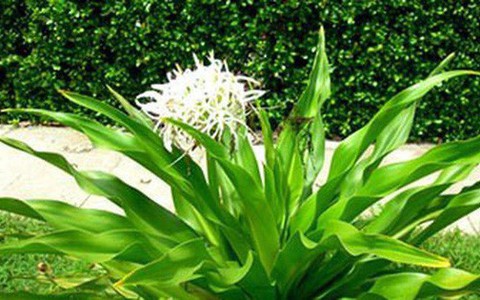 Bài thuốc chữa bong gân