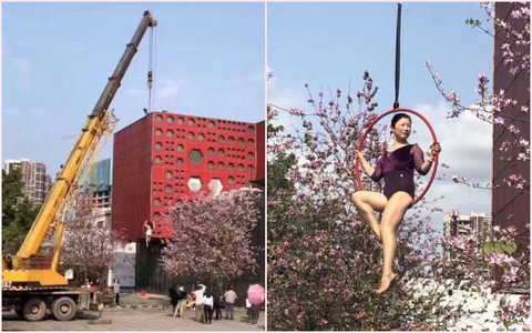 Khi chị em "chơi lớn": Đầu tư hẳn cần cẩu để chụp ảnh với hoa ban, dân mạng không muốn trầm trồ cũng không được