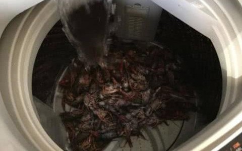 Hí hửng mua 10kg tôm hùm, vợ đảm giúp chồng rửa tôm bằng máy giặt và cái kết cay đắng khiến chồng khóc không dám khóc, giận không dám giận