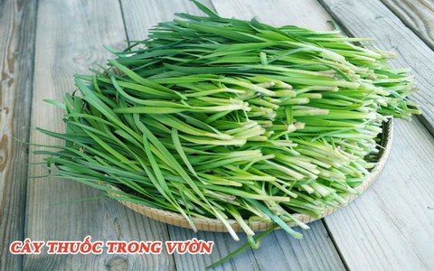 Nhà nào cũng nên trồng sẵn một chậu cây hẹ vì những lợi ích cho sức khỏe trẻ nhỏ và trẻ sơ sinh quá tốt thế này