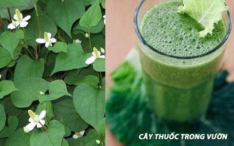 Mùa hè không thể thiếu diếp cá vì vừa giải nhiệt vừa chữa bệnh cho bé nhà bạn cực hiệu quả