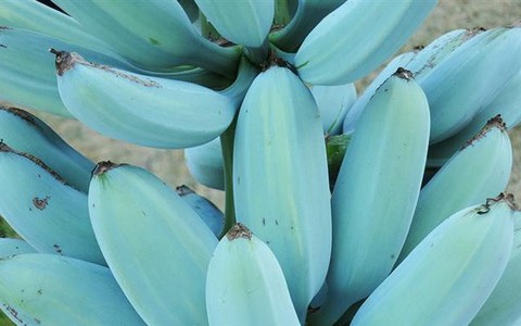 Ngỡ ngàng với chuối xanh da trời hơn 2 triệu đồng/nải