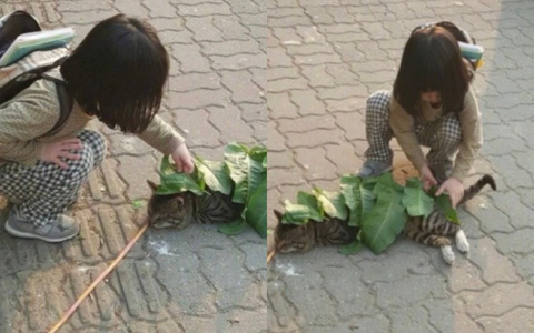 Sợ chú mèo nằm giữa trời nắng sẽ bị ốm, em bé liền có hành động hết sức dễ thương khiến dân mạng "tan chảy"