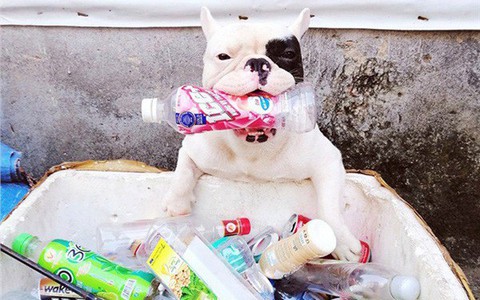 Chú chó có sở thích lạ đi tha rác thải nhựa về nhà, nhìn chiến lợi phẩm ai nấy không khỏi giật mình