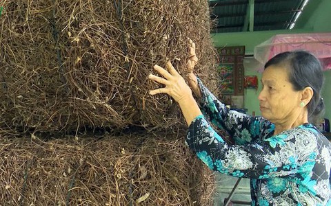 Trồng sương sáo cho lợi nhuận gấp 5 lần trồng mía