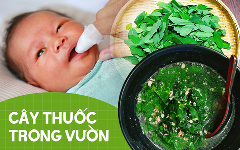 Một nắm lá rau ngót giúp chữa được vô số bệnh cho trẻ mà mẹ nên dắt túi ngay để lúc cần kíp là sử dụng