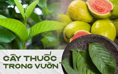 Ti tỉ bài thuốc chữa bệnh cho bé từ cây ổi có ngay trong vườn nhà