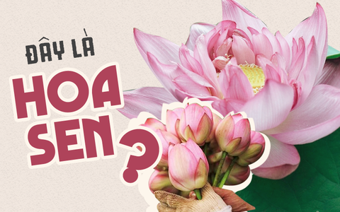 Bạn có biết hoa quỳ và hoa sen trông hao hao nhau? Nếu không thì đây là bí kíp mua sen "chính hiệu" để đừng mua phải hoa quỳ bị hét giá!