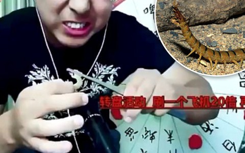 Ăn rết độc và tắc kè sống để gây sốc, vlogger chết thảm trong khi vẫn phát trực tiếp