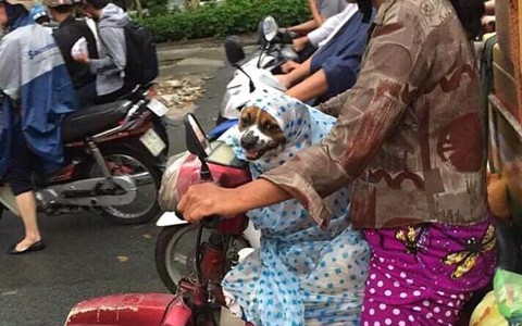Hãy cùng xem những chú chó tinh nghịch mặc áo mưa siêu dễ thương! Bảo vệ chúng khỏi những cơn mưa lớn và khiến chúng trở nên cực kì đáng yêu.