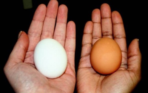 Giải thích cho các mẹ: Chính xác thì sự khác biệt giữa trứng gà nâu và trắng là gì mà giá cả lại có sự chênh lệch?