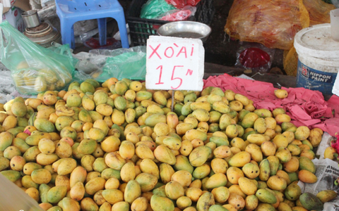 Xoài "Mít" siêu nhỏ siêu xinh được bày bán la liệt ở chợ dân sinh với giá 15 ngàn/kg