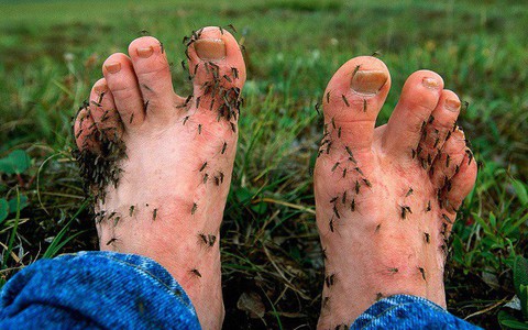 Cảnh báo: Phát hiện loại virus gây sưng màng não lây qua đường muỗi đốt