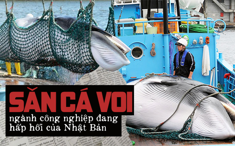 Sau 31 năm, Nhật Bản cho phép săn bắt cá voi thương mại trở lại: Bất chấp phản đối để nỗ lực hồi sinh ngành công nghiệp đang hấp hối?