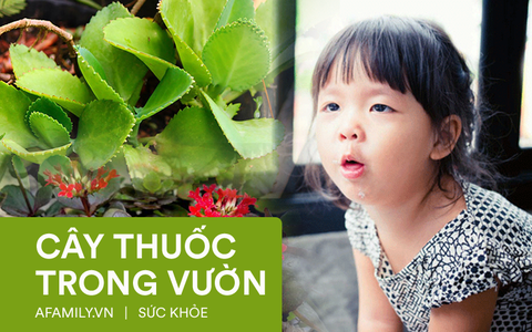Cây lá bỏng vừa làm cảnh lại có thể dùng làm thuốc chữa bệnh cực hay cho bé theo hướng dẫn của chuyên gia