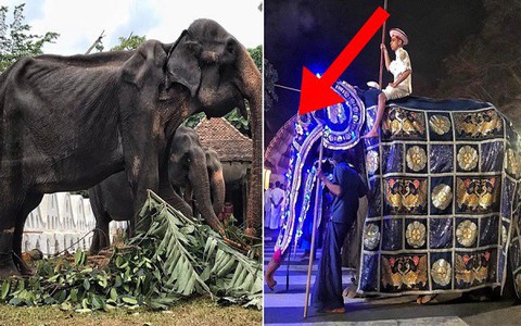 Dưới áo choàng hào nhoáng của chú voi ban phước lành là nỗi đau của con vật già cỗi, gầy trơ xương vẫn bị bắt đi diễu hành hằng đêm