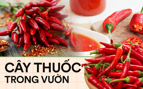 Là gia vị ngon, loại quả “nhỏ nhưng có võ” này còn làm thuốc chữa cả tá bệnh cho người lớn và trẻ nhỏ 