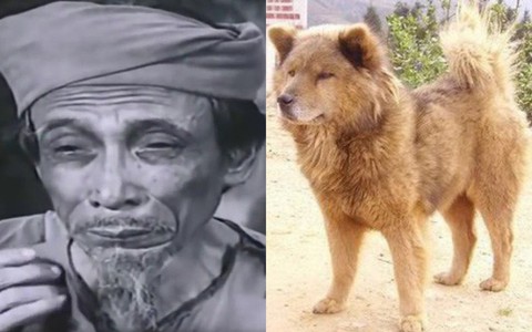 Trong khi "Cậu Vàng” dùng chó Nhật, 39 năm trước điện ảnh Việt Nam đã có "Cậu Vàng" là chó Việt, khôn nức tiếng thế này 