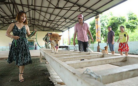 Phim "Cậu Vàng" đáp trả tin đồn dùng chó Việt đóng thế cảnh bắt trói thay chó Nhật, khẳng định vẫn đang đi tìm "diễn viên" thuần Việt
