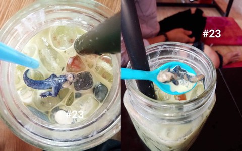 Uống trà sữa gần hết, khách hàng hãi hùng phát hiện nguyên con thạch sùng không đầu trong cốc