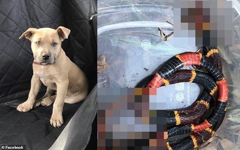 Chó pitbull hi sinh thân mình đỡ 4 nhát rắn độc cắn để bảo vệ các con của chủ nhân