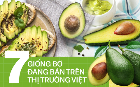 Tổng hợp 7 loại bơ được bán phổ biến nhất hiện nay trên thị trường Việt