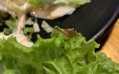 Đi ăn ngoài hàng gặp chú ốc sên nhởn nhơ trên đĩa rau, cô nàng xử lý cực hài khiến dân mạng cười lăn lóc