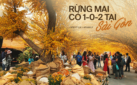 Cánh rừng mai nghìn nhánh siêu công phu đang "nở" vàng rực trời khiến người Sài Gòn, lẫn khách du lịch nước ngoài sững sờ