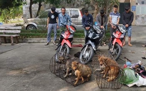 Nữ chủ quán thịt chó cấu kết, chuẩn bị đồ nghề để nhóm trộm chó, tiêu thụ 14 tấn thịt