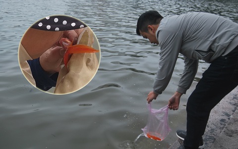 Hà Nội: Công nhân thổi hơi thở vào miệng cấp cứu những con cá chép ngửa bụng sau khi bị ném xuống hồ