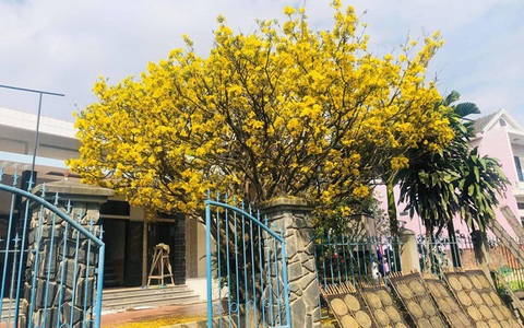 Cây mai tiền tỷ nở bung rực rỡ, nhuộm vàng cả góc trời trong dịp Tết khiến nhiều người xuýt xoa vì quá đẹp