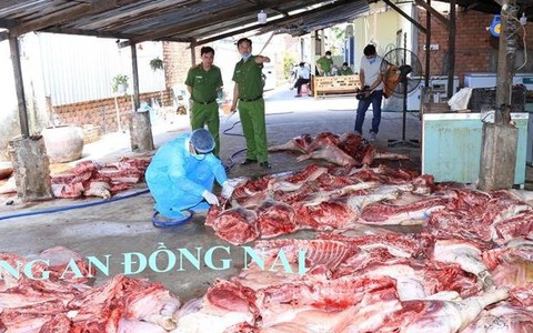 Bắt quả tang một cơ sở thu mua lợn chết về giết thịt rồi bán ra thị trường