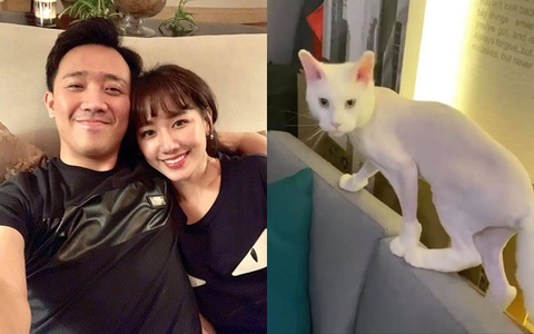 Trấn Thành đòi đưa Hari Won "ra tòa" vì hành động với mèo cưng khi chồng vắng nhà