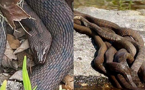 "Bé Na" tới mùa giao phối kéo nhau đi kiếm bạn tình để thỏa mãn nhu cầu tình dục khiến công viên buộc phải đóng cửa