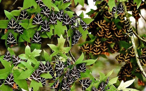 Ngỡ ngàng với thung lũng bướm độc đáo nhất thế giới