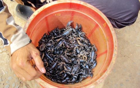 Săn "thần dược phòng the" ở chợ vùng biên