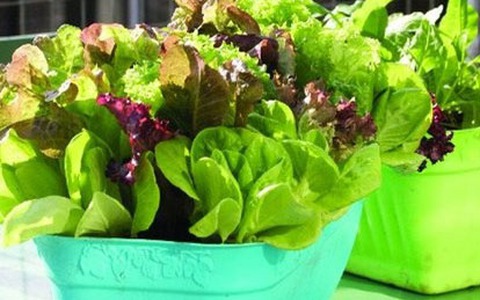 Trồng xà lách tươi xanh trong nhà phố không hề khó  