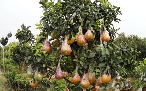 Lão nông bỏ túi tỷ đồng nhờ trồng được cây "cửu quả" để chơi Tết