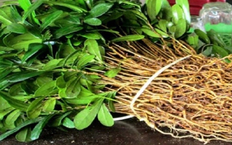 Sự thật về "thần dược" xáo tam phân chữa được ung thư