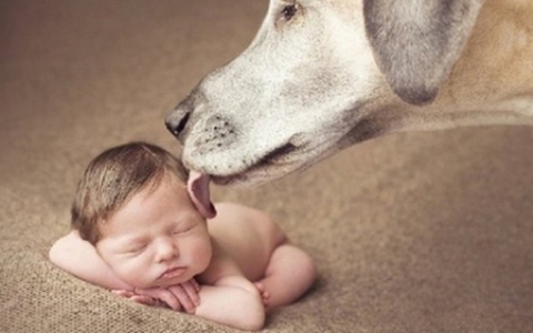 Hình ảnh "siêu cute" của bé Maggie và "cô" chó Gracie 